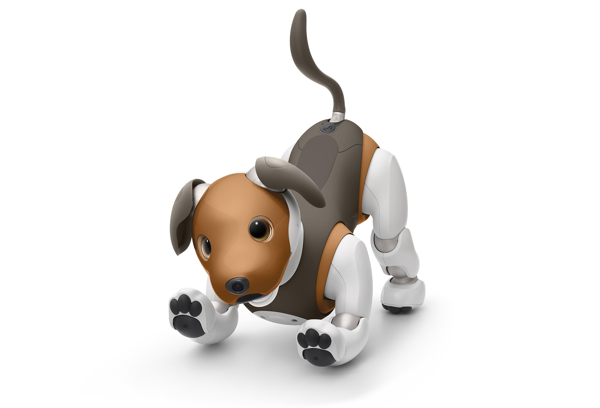 aibo