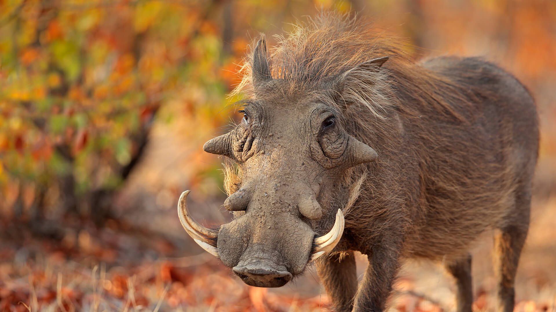 warthog